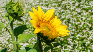 Sunflower whiteflowers greenfield bokeh summer - summer vibrancy free wallpaper