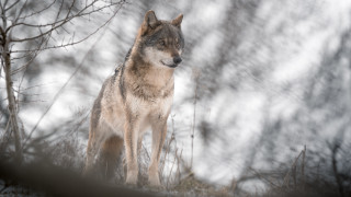 Wolf snowy forest tiltshift wildlife - in a forest free wallpaper