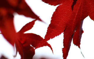 Red leaf closeup sky background - a sky background in the background free wallpaper