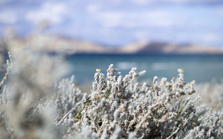 Plant water sky clouds mountain - a close up of a plant free wallpaper for desktop