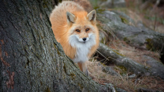 Red fox tree trunk forest - bourgeoi free wallpaper for desktop