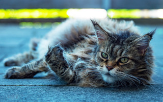 Cat open mouth sharp claws - sharp claw free wallpaper for desktop