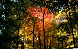 Autumn forest leaves falling stars - autumn free wallpaper for desktop