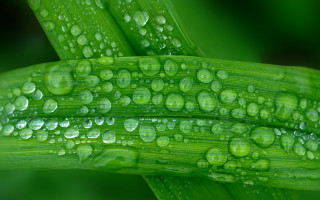 Green plant water drops macro 11 - a green plant free wallpaper