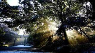 Forest bridge sunshine puzzle crepuscular - crepuscular free wallpaper for desktop