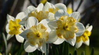 White yellow flower field bokeh 2 - a field of grass free wallpaper for desktop