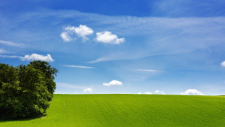 Lone tree green field blue 9 - environmental art free wallpaper