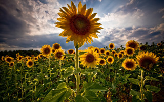 Sunflower field blue sky sunset - sunflower free wallpaper