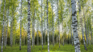 Forest grove trees green grass - a grove of trees free wallpaper