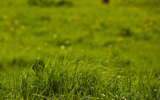 Bird grass flowers dew nature - dew free wallpaper