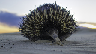 Bird head sand open beak - its beak open free wallpaper