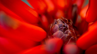 Red flower macro shallow depth - a red flower free wallpaper for desktop
