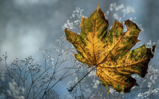Leaf whiteflowers waterdroplets blue sky - a macro photograph free wallpaper