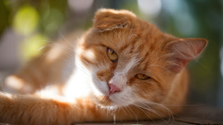 Cat lying table eyes closed - a cat free wallpaper