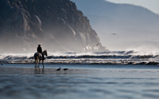 Horse beach ocean mountains birds - a person riding free wallpaper