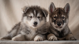 Two dogs laying white sheet - caspar wolf free wallpaper