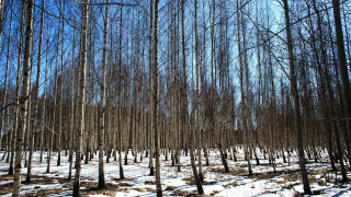 Snowy forest trees fence japanese - free forest wallpaper for desktop