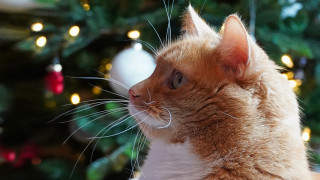 Christmas cat reindeer bokeh lights - a cat free wallpaper