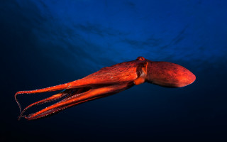Octopus ocean surface blue sky - octopus free wallpaper