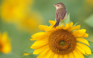 Bird sunflower field ecological art - clara miller burd free wallpaper