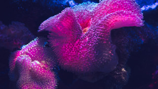 Coral fluorescent macro synchromism galaxy - coral free wallpaper