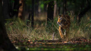 Tiger running forest grass trees - a tiger free wallpaper for desktop