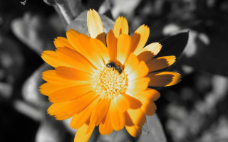Yellow flower bee macro blurry - a bee free wallpaper