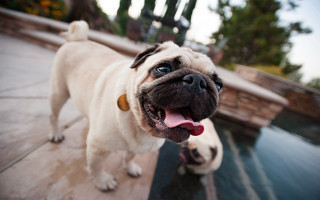 Pug patio pool fisheye dog - fisheye len free wallpaper