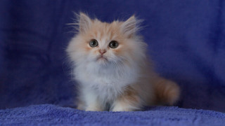 Small kitten blue blanket sad - a blue blanket free wallpaper