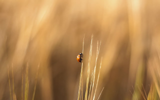 Small bug tall grass field - photograph free wallpaper for desktop