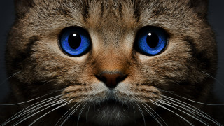 Blue eyes cat closeup photorealism - a cats face free wallpaper
