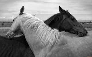 Horses field clouds monochrome naturalism - a field of grass and grass free wallpaper