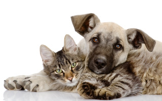 Dog cat white background animal 2 - a dog and a cat free wallpaper