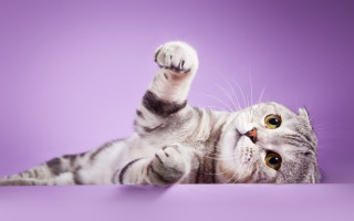 Cat paws up purple gradient - paw free wallpaper