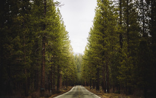 Forest road trees sign shallow - a road in the middle of a forest free wallpaper