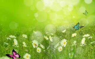 Daisy butterfly bokeh green nature - fanny mcian free wallpaper