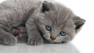 Small gray kitten blue eyes 4 - a small gray kitten free wallpaper