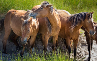 Horses field bush forest nature - a field of grass and dirt free wallpaper