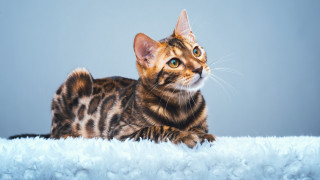 Curious cat fluffy blanket blue - fluffy free wallpaper for desktop