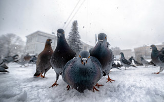 Pigeons snowy ground tree building - free seasons wallpaper