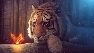 Tiger log snow fireball fantasy - a fireball free wallpaper