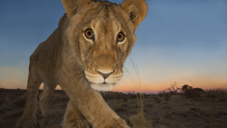 Lion sunset drygrass wildlife tree - a dry grass free wallpaper