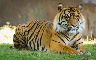 Tiger laying on grass zoo - a zoo enclosure free wallpaper