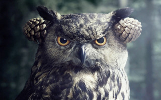 Owl pinecone head staring surreal - an owl free wallpaper