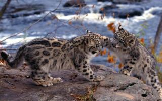 Snow leopards rock river autumn - bill watterson free wallpaper