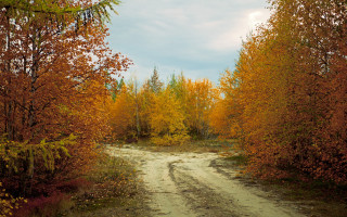 Autumn dirt road yellow leaves - yellow leaf free wallpaper