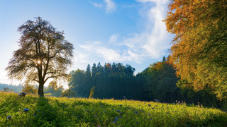 Tree field sky clouds autumn - nature free wallpaper