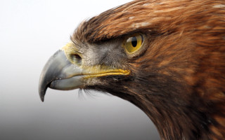 Bird prey closeup white background - prey free wallpaper for desktop