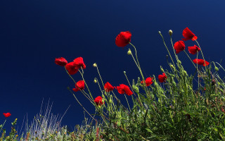 Red flowers grass blue sky - red flower free wallpaper