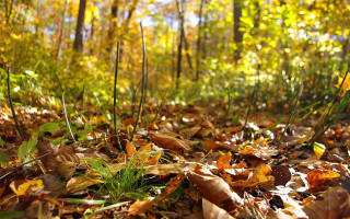Forest floor leaf yellow flower - ada hill walker free wallpaper for desktop